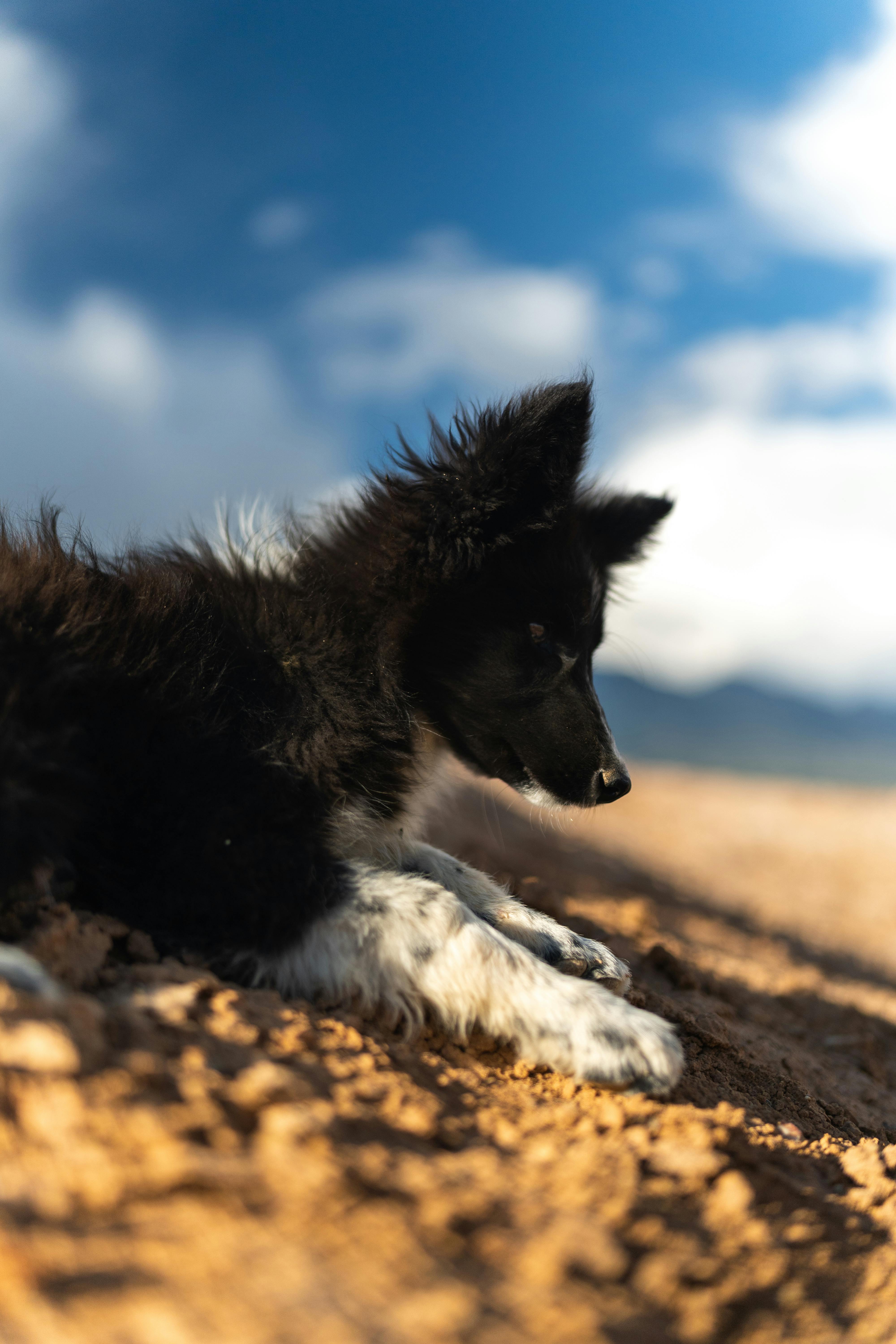 Celebrating National Pet Day: Show Your Dog Some Extra Love!